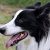 I nostri amici animali